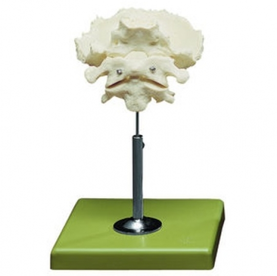 School Lab Atlas Axis and Occipital Bone Model