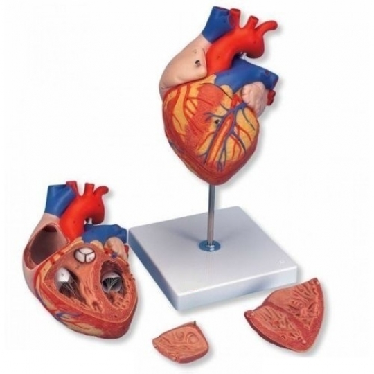 School Lab Human Heart Model 4 Parts