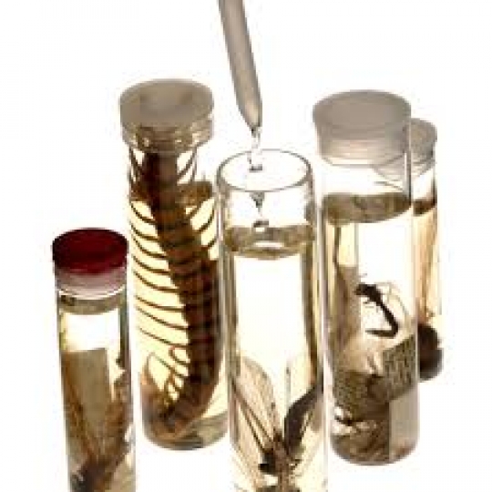 Specimens
