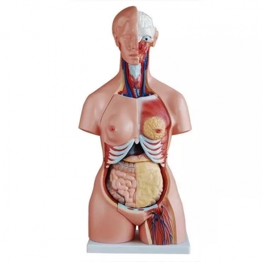 School Lab Human Life-Size MuDAe Torso Model