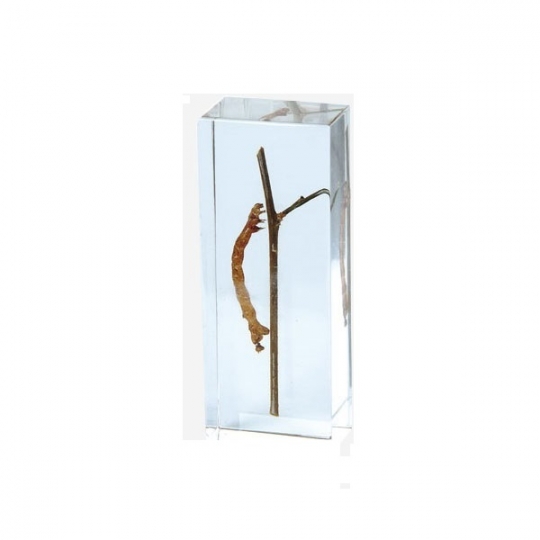 School Lab Specimen of Cankerworm