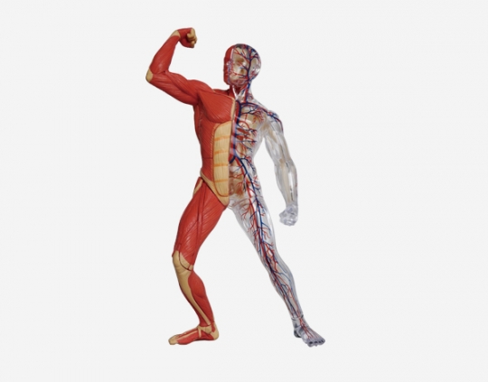 School Lab Model of Human muscle Mini Size