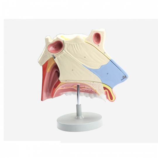 School Lab Nasal Cavity 3 Parts