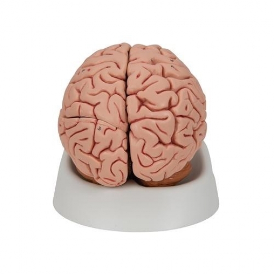 School Lab Brain Model, Life Size