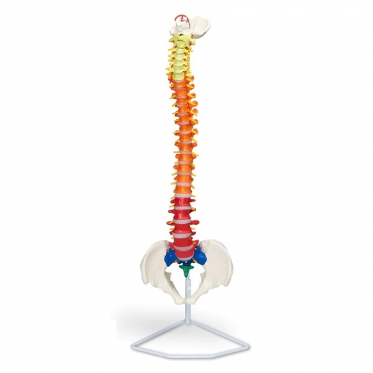 School Lab Flexible Spinal Column with Colour Coded Regions