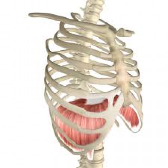 Diaphragm