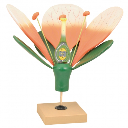 School Lab Flower Model