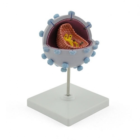 School Lab Model of Aids-Virus