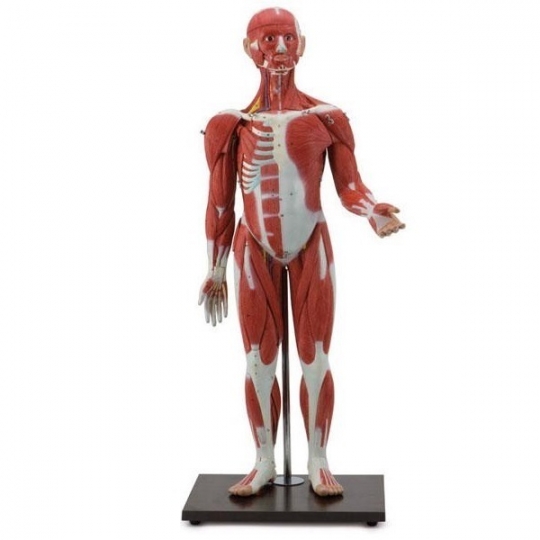 School Lab Muscular Figure 30 Parts Muscle Model