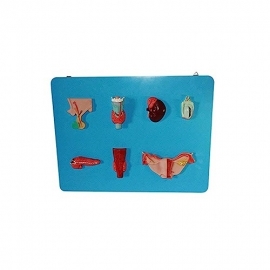 School Lab Organs of The Endocrine System Model