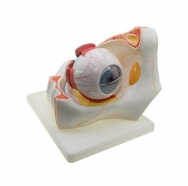 School Lab Eye with Orbit Human Eye Model