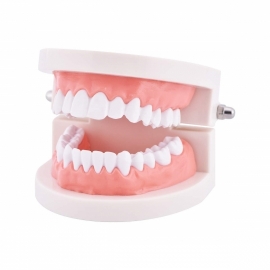 School Lab Deciduous Teeth Model