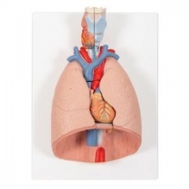 School Lab Human Thoracic Organs Model