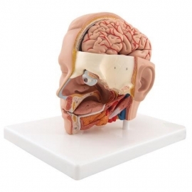 School Lab Human Head
