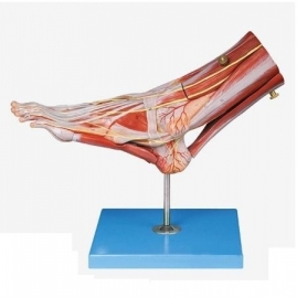 School Lab Regional Anatomy of The Foot Model