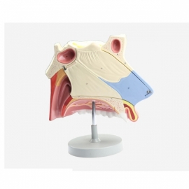 School Lab Nasal Cavity 3 Parts