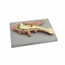 School Lab Amoeba Model