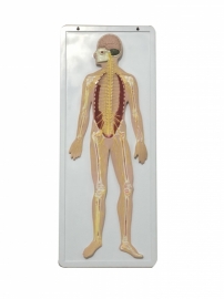 School Lab Nervous System