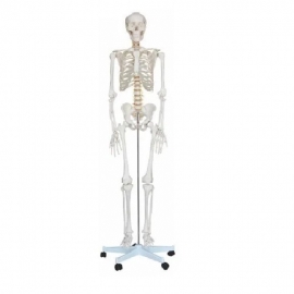School Lab Human Skeleton Model Superior