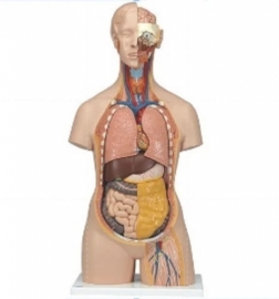 School Lab Torso Life Size with Head Model