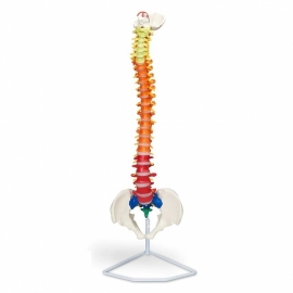 School Lab Flexible Spinal Column with Colour Coded Regions