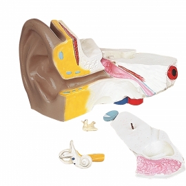 School Lab Human Ear