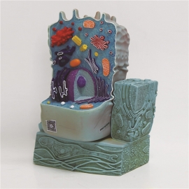 School Lab Model of Animal Cell