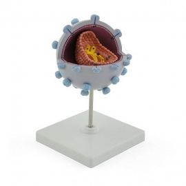 School Lab Model of Aids-Virus