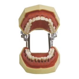 School Lab Tooth Hygiene Set with Tongue