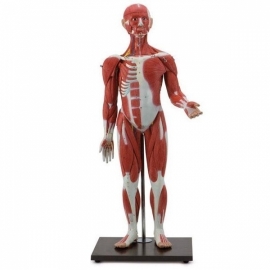 School Lab Muscular Figure 30 Parts Muscle Model