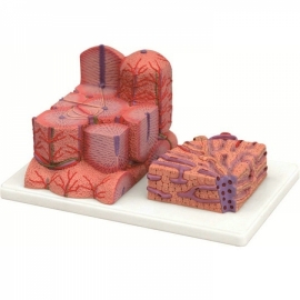 School Lab Liver Micro