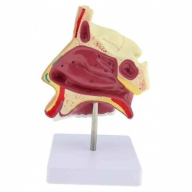 School Lab Human Nose on Stand Model