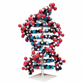 School Lab Molecular model kit Ten layer DNA